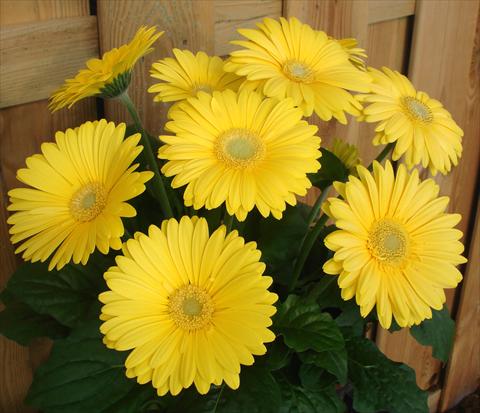 photo of flower to be used as: Pot and bedding Gerbera jamesonii Revolution Yellow Green Centre