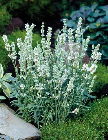 photo of flower to be used as: Pot and bedding Lavandula angustifolia Ellagance Ice