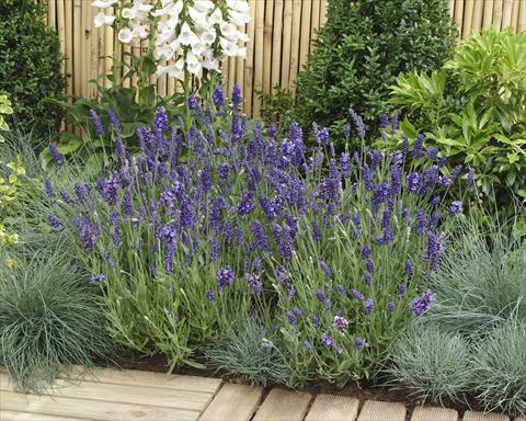 photo of flower to be used as: Pot and bedding Lavandula angustifolia Ellagance Purple