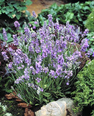 photo of flower to be used as: Pot and bedding Lavandula angustifolia Ellagance Sky