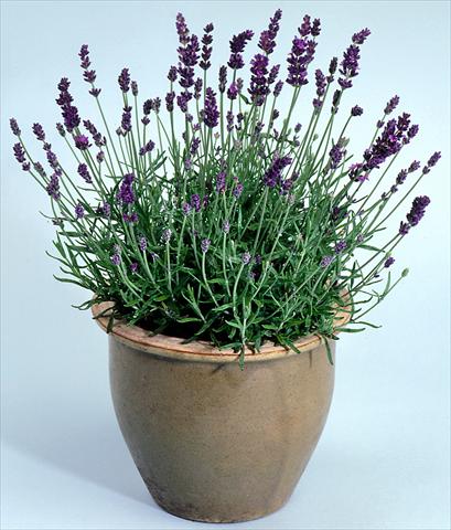 photo of flower to be used as: Pot and bedding Lavandula angustifolia Lavance Purple