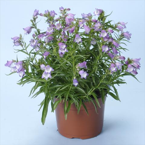 photo of flower to be used as: Pot and bedding Penstemon x mexicali Carillo Purple