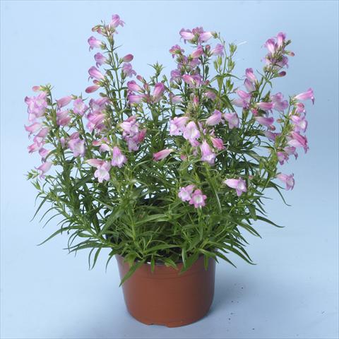 photo of flower to be used as: Bedding / border plant Penstemon x mexicali Carillo Rose