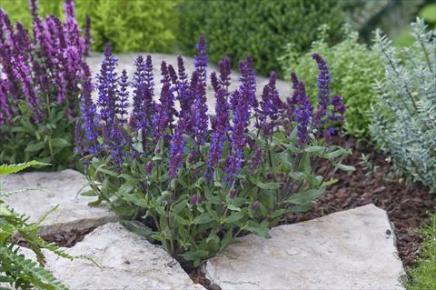 photo of flower to be used as: Bedding / border plant Salvia nemorosa New Dimension Deep Blue