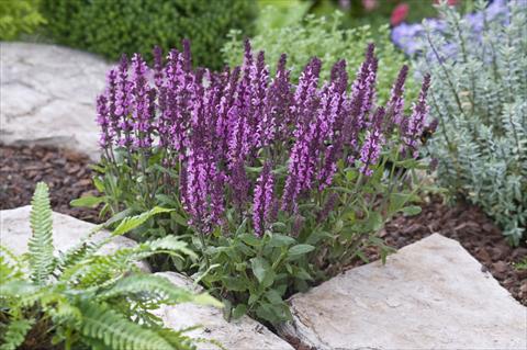 photo of flower to be used as: Bedding / border plant Salvia nemorosa New Dimension Rose
