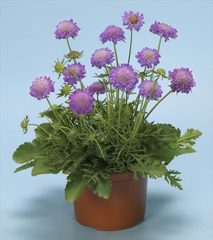 photo of flower to be used as: Bedding / border plant Scabiosa columbaria Blue Note