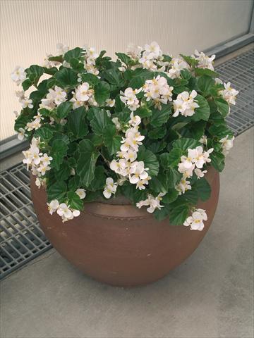 photo of flower to be used as: Pot and bedding Begonia x hybrida Baby Wing White