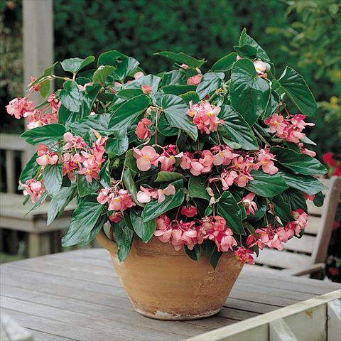 photo of flower to be used as: Pot and bedding Begonia x hybrida Dragon Wing Pink