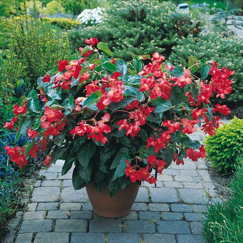 photo of flower to be used as: Pot and bedding Begonia x hybrida Dragon Wing Red