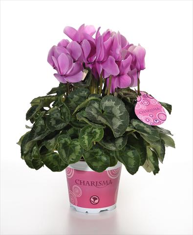 photo of flower to be used as: Pot and bedding Cyclamen persicum Charisma F1