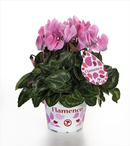 photo of flower to be used as: Pot and bedding Cyclamen persicum mini Mini Flamenco F1