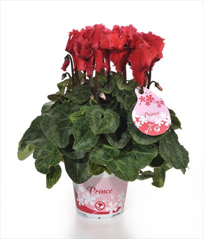 photo of flower to be used as: Pot and bedding Cyclamen persicum Prince F1