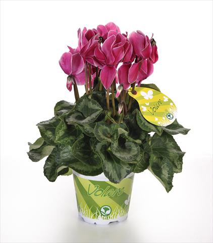 photo of flower to be used as: Pot and bedding Cyclamen persicum Volare Fantasia F1