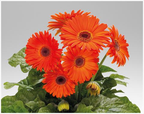 photo of flower to be used as: Pot and bedding Gerbera jamesonii Royal Deep Orange Dark Eye