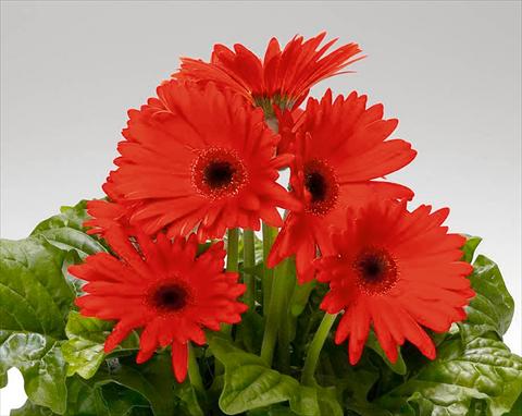 photo of flower to be used as: Pot and bedding Gerbera jamesonii Royal F1 Orange Scarlet dark Eye