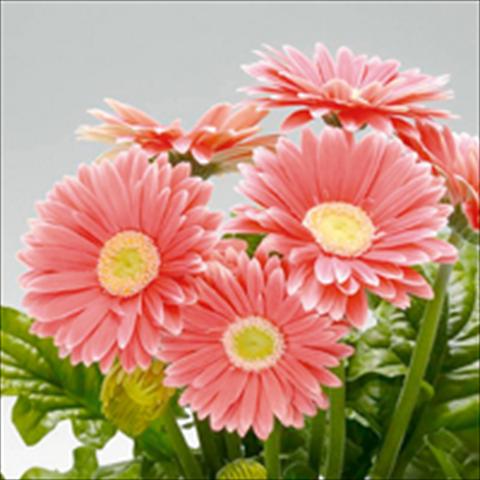 photo of flower to be used as: Pot and bedding Gerbera jamesonii Royal F1 Salmon Rose Green Eye