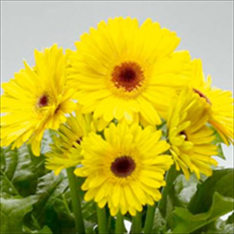 photo of flower to be used as: Pot and bedding Gerbera jamesonii Royal F1 Yellow dark eye