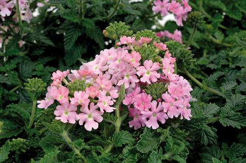 photo of flower to be used as: Pot, patio, basket Verbena hybrida Shangri-La® Light Pink Scented