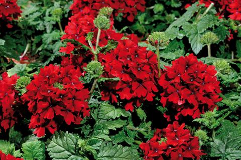 photo of flower to be used as: Pot, patio, basket Verbena hybrida Shangri-La® Velvet Scarlet
