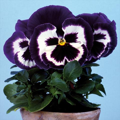 photo of flower to be used as: Pot and bedding Viola wittrockiana Big Sun F1 Blue Top