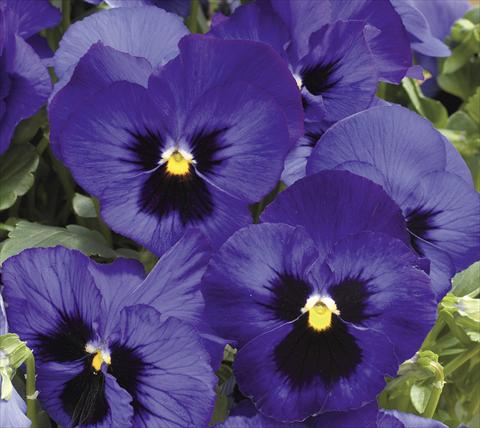 photo of flower to be used as: Pot and bedding Viola wittrockiana Moon Blue Blotch