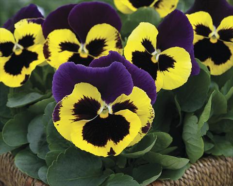 photo of flower to be used as: Pot and bedding Viola wittrockiana Moon Purple Yellow Wing