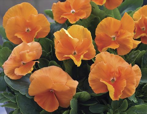 photo of flower to be used as: Pot and bedding Viola wittrockiana Moon Deep Orange