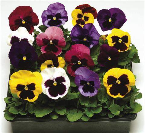 photo of flower to be used as: Pot and bedding Viola wittrockiana Moon Mix Blotch