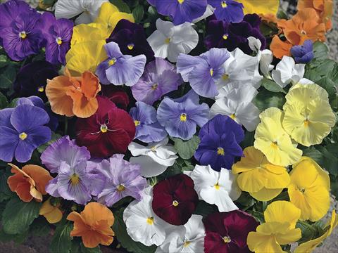 photo of flower to be used as: Pot and bedding Viola wittrockiana Moon Mix Clear Colours