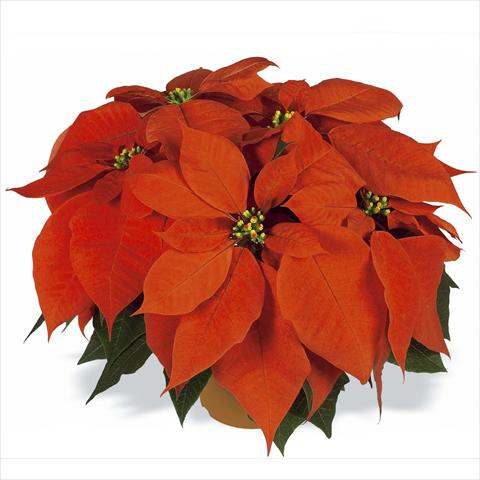 photo of flower to be used as: Pot Poinsettia - Euphorbia pulcherrima RED FOX Flame