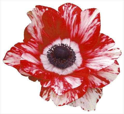 photo of flower to be used as: Pot and bedding Anemone coronaria L. Mistral® Tiger