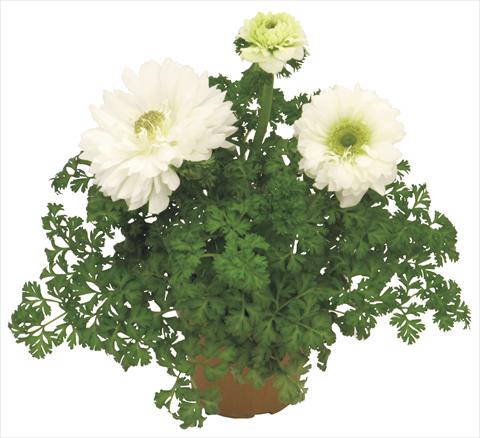photo of flower to be used as: Pot and bedding Anemone coronaria L. Pandora® Bianco doppio