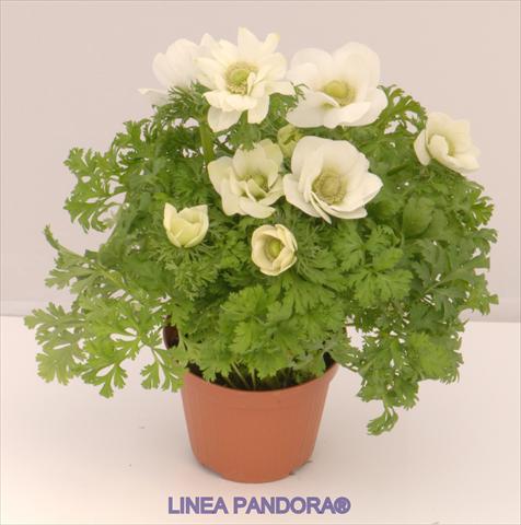 photo of flower to be used as: Pot and bedding Anemone coronaria L. Pandora® Bianco