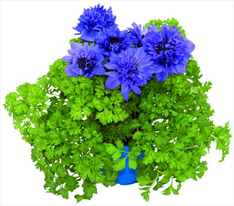 photo of flower to be used as: Pot and bedding Anemone coronaria L. Pandora® Blu doppio