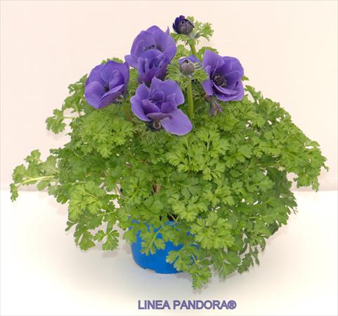 photo of flower to be used as: Pot and bedding Anemone coronaria L. Pandora® Blu