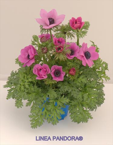 photo of flower to be used as: Pot and bedding Anemone coronaria L. Pandora® Fucsia