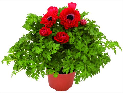 photo of flower to be used as: Pot and bedding Anemone coronaria L. Pandora® Rosso doppio