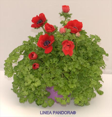 photo of flower to be used as: Pot and bedding Anemone coronaria L. Pandora® Rosso