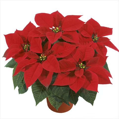 photo of flower to be used as: Pot Poinsettia - Euphorbia pulcherrima RED FOX Earlyglory Red