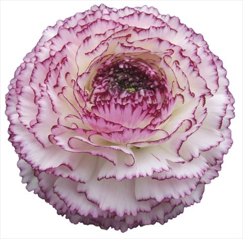 photo of flower to be used as: Pot and bedding Ranunculus asiaticus Elegance® Bianco Striato