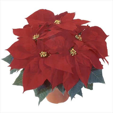 photo of flower to be used as: Pot Poinsettia - Euphorbia pulcherrima RED FOX Premium Red