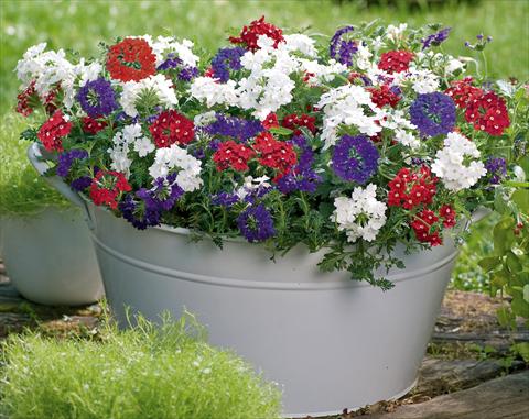photo of flower to be used as: Pot, patio, basket 3 Combo Trixi® Belle Epoque