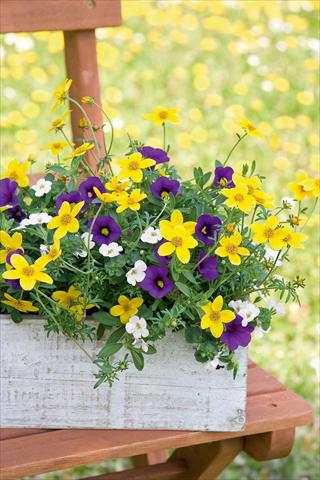 photo of flower to be used as: Pot, patio, basket 3 Combo Trixi® Twinkle Star