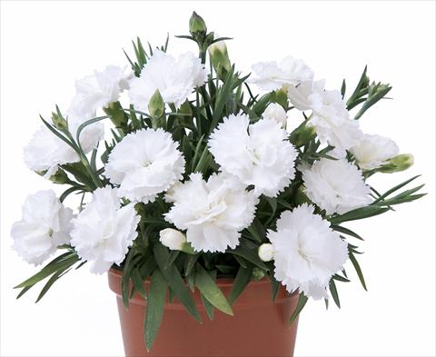 photo of flower to be used as: Pot and bedding Dianthus caryophyllus SuperTrouper® Witta