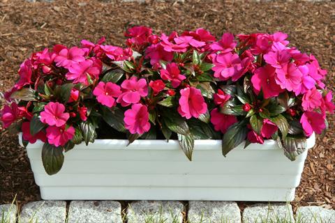 photo of flower to be used as: Pot and bedding Impatiens N. Guinea LaTina Electric Purple