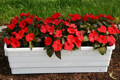 photo of flower to be used as: Pot and bedding Impatiens N. Guinea LaTina Red Orange