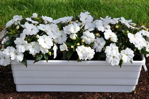 photo of flower to be used as: Pot and bedding Impatiens N. Guinea LaTina White