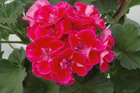 photo of flower to be used as: Pot Pelargonium zonale Moonlight® Corali