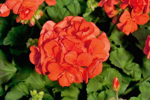 photo of flower to be used as: Pot Pelargonium zonale Sunrise® XL Mandarin