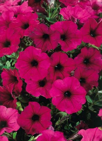 photo of flower to be used as: Pot, patio, basket Petunia CompactFamous™ Electric Purple